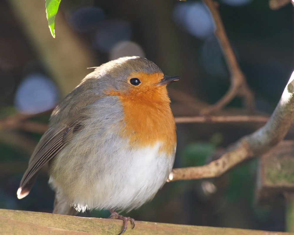 木の枝にとまった白と茶色の鳥