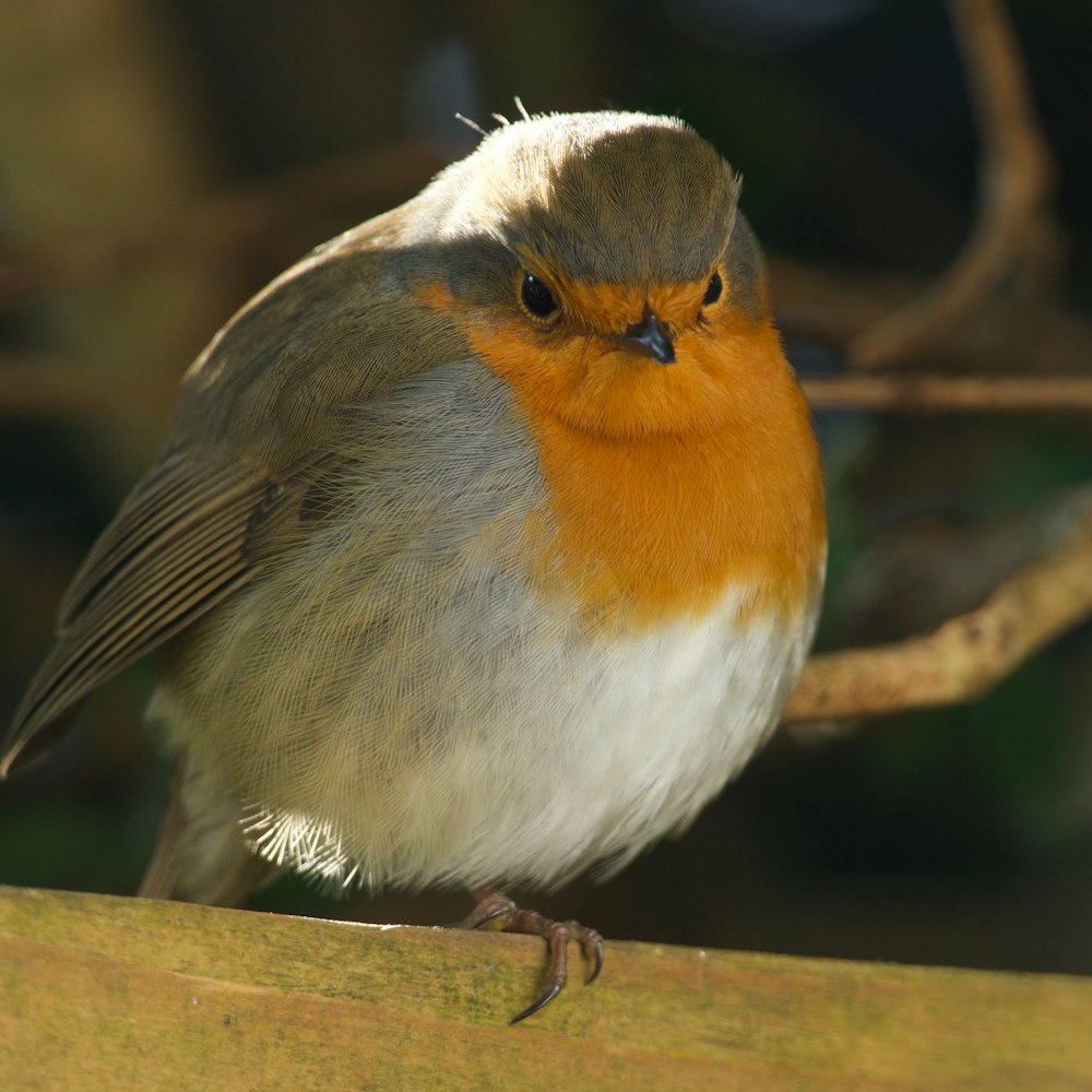 white orange and gray bird on brown wooden stick