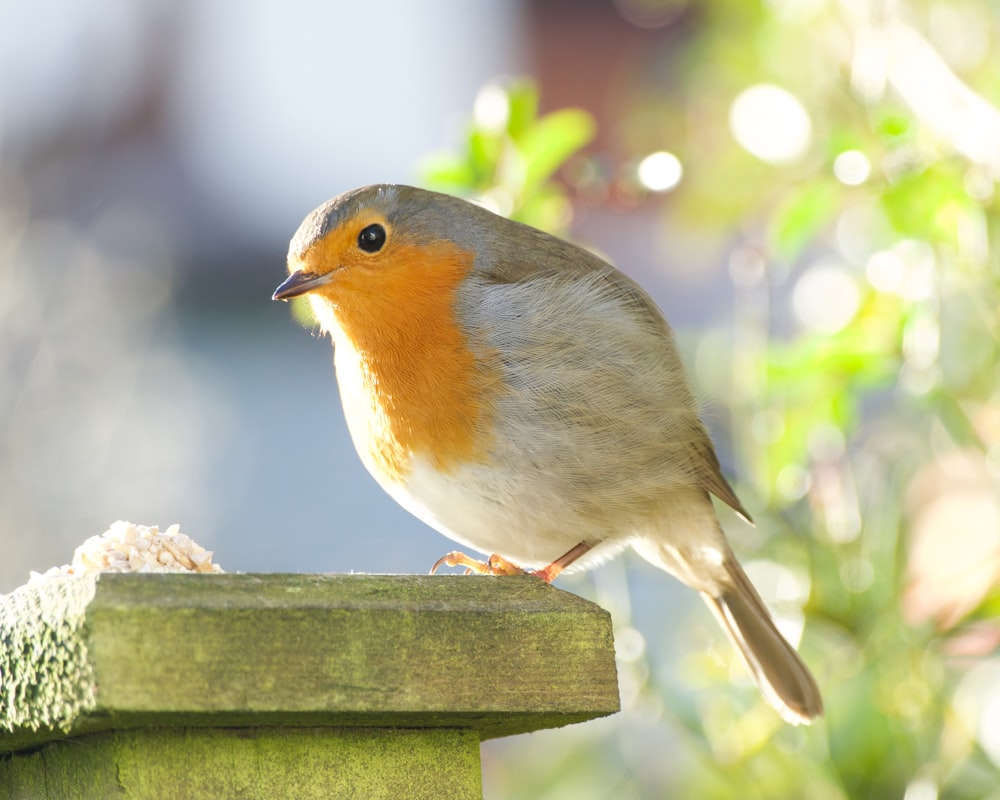 brown and white bird on brown wooden fence during daytime