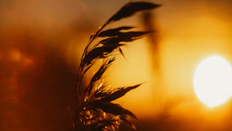 brown wheat in close up photography