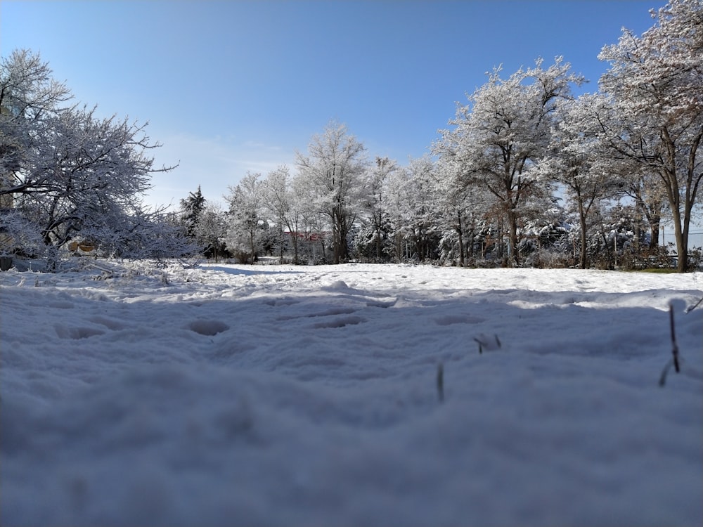 snow covered field with bare trees under blue sky during daytime