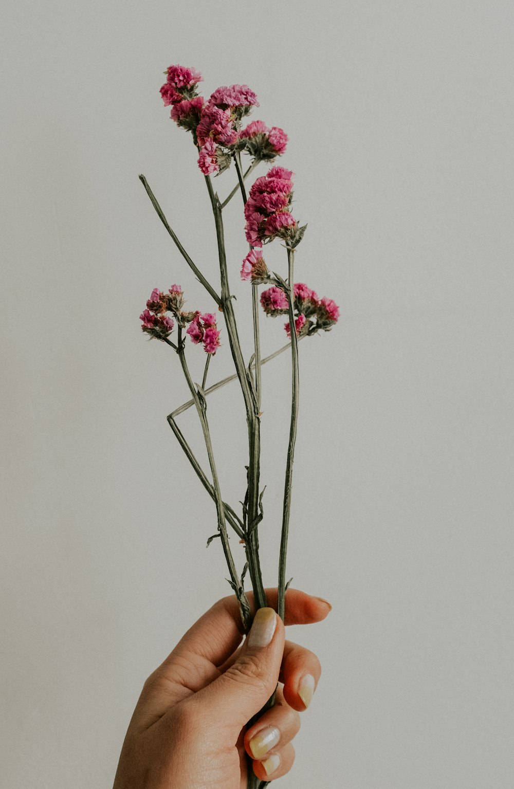 person holding pink and white flowers