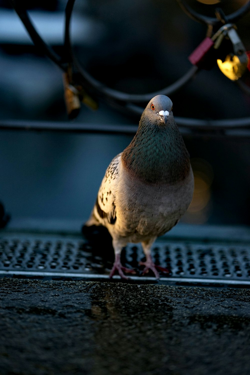 青と白のテキスタイルに白と灰色の鳥