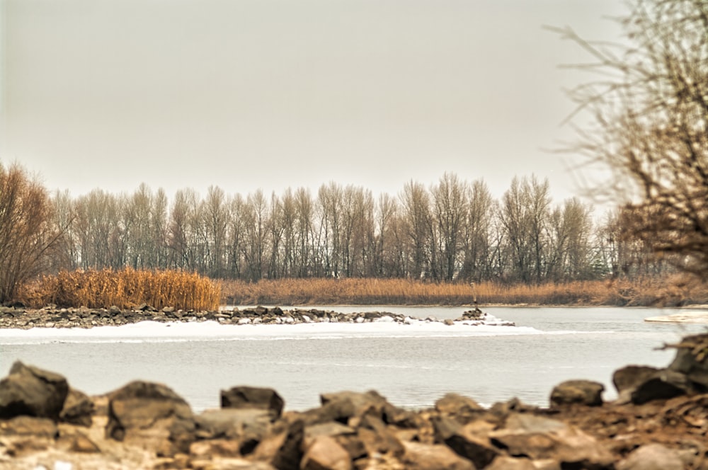 brown trees near body of water during daytime