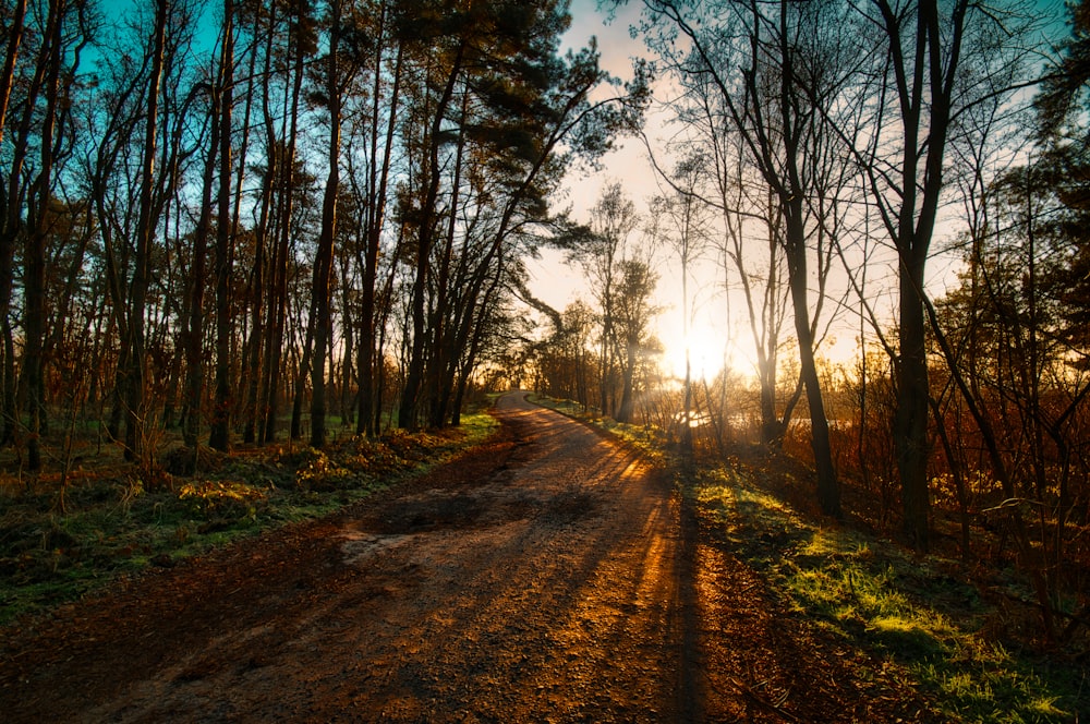 Camino marrón entre los árboles durante el día