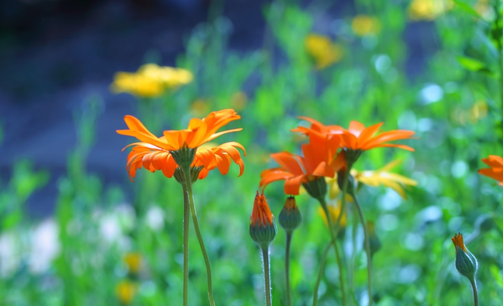 orange flower in tilt shift lens