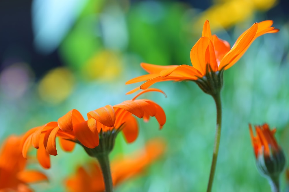 orange flower in tilt shift lens