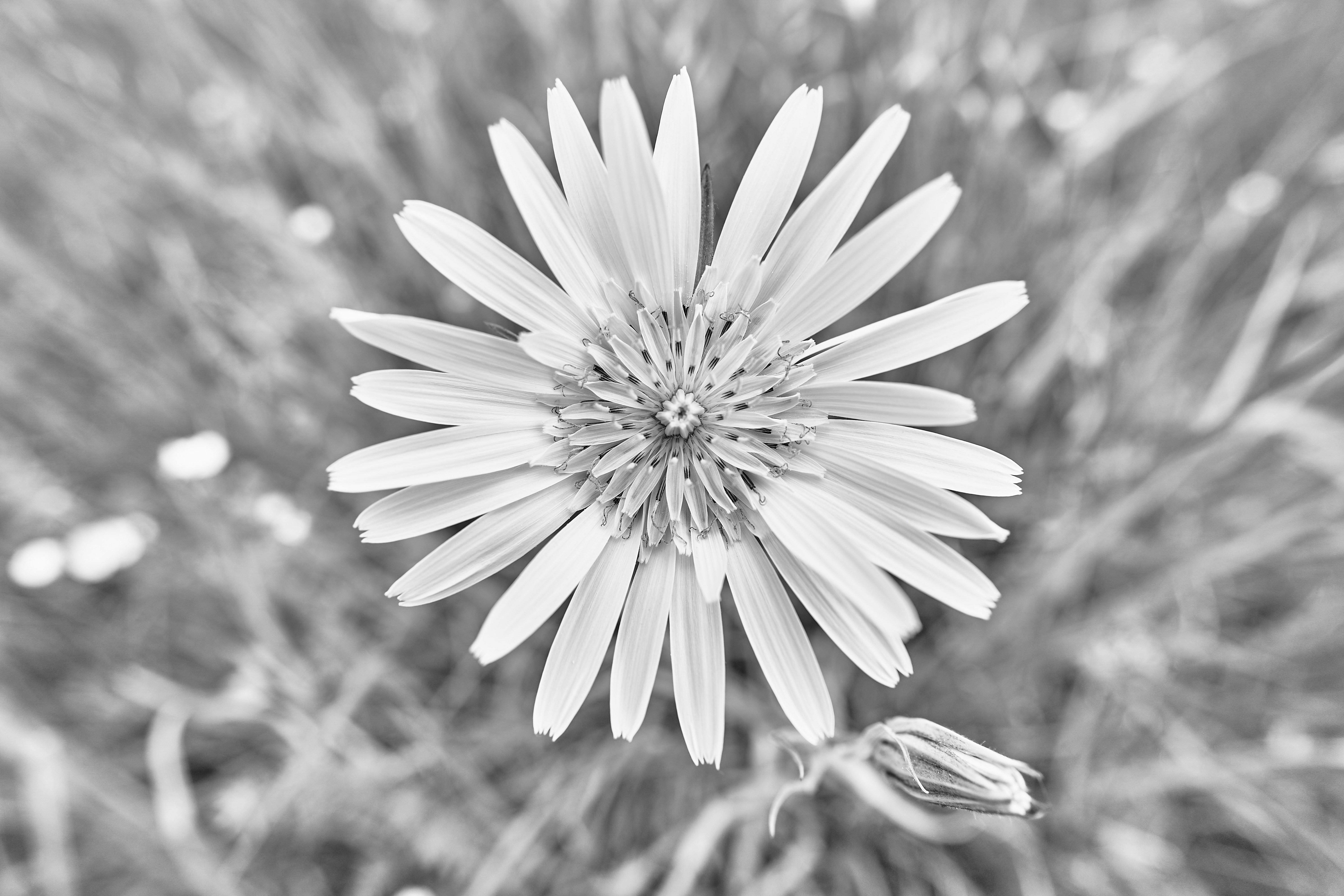 Photo by wolfgang_hasselmann