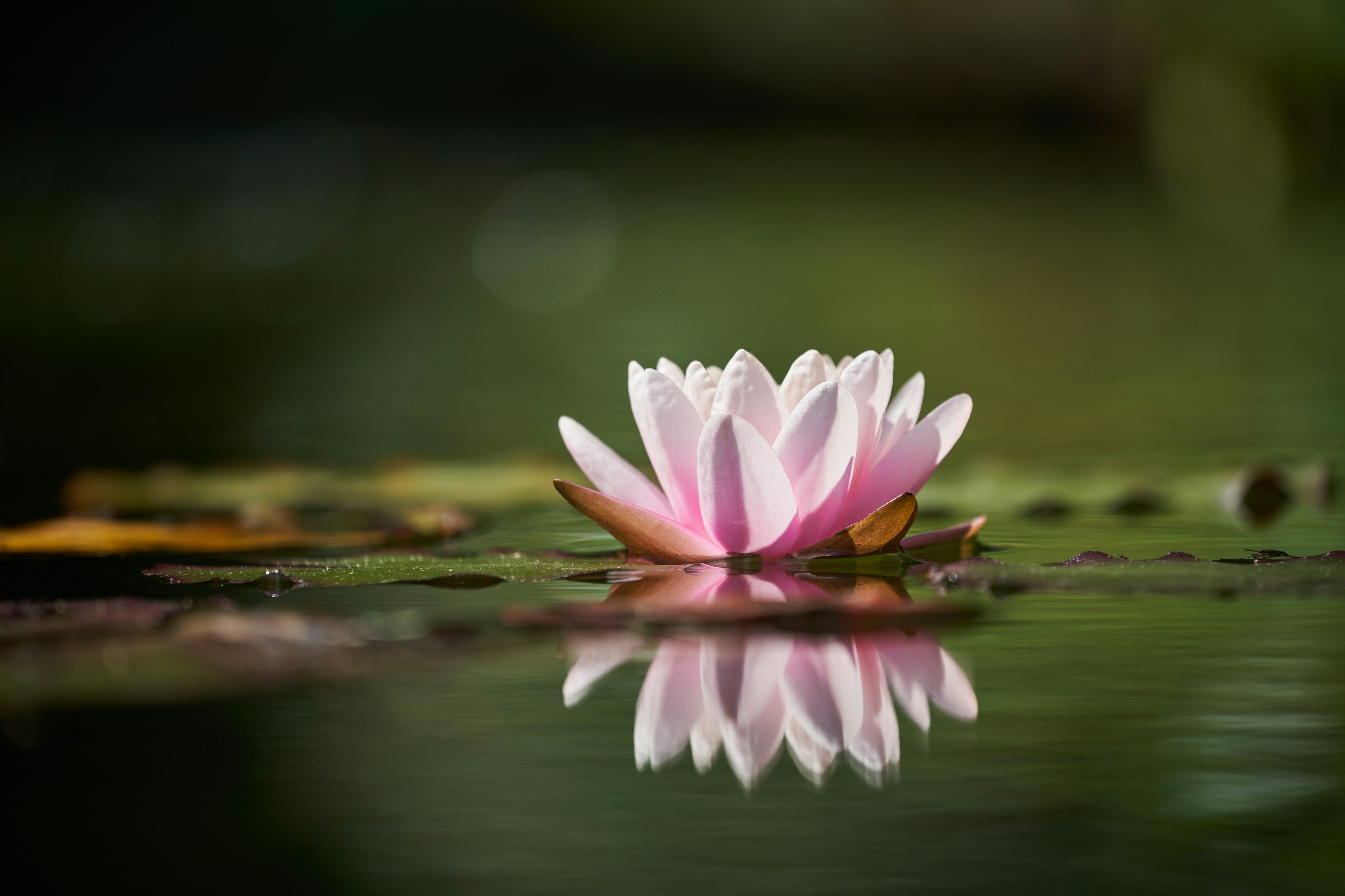 Photo by wolfgang_hasselmann