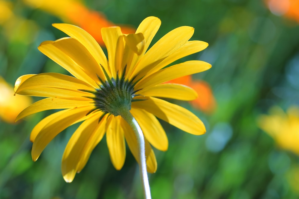 yellow and red flower in macro lens photography