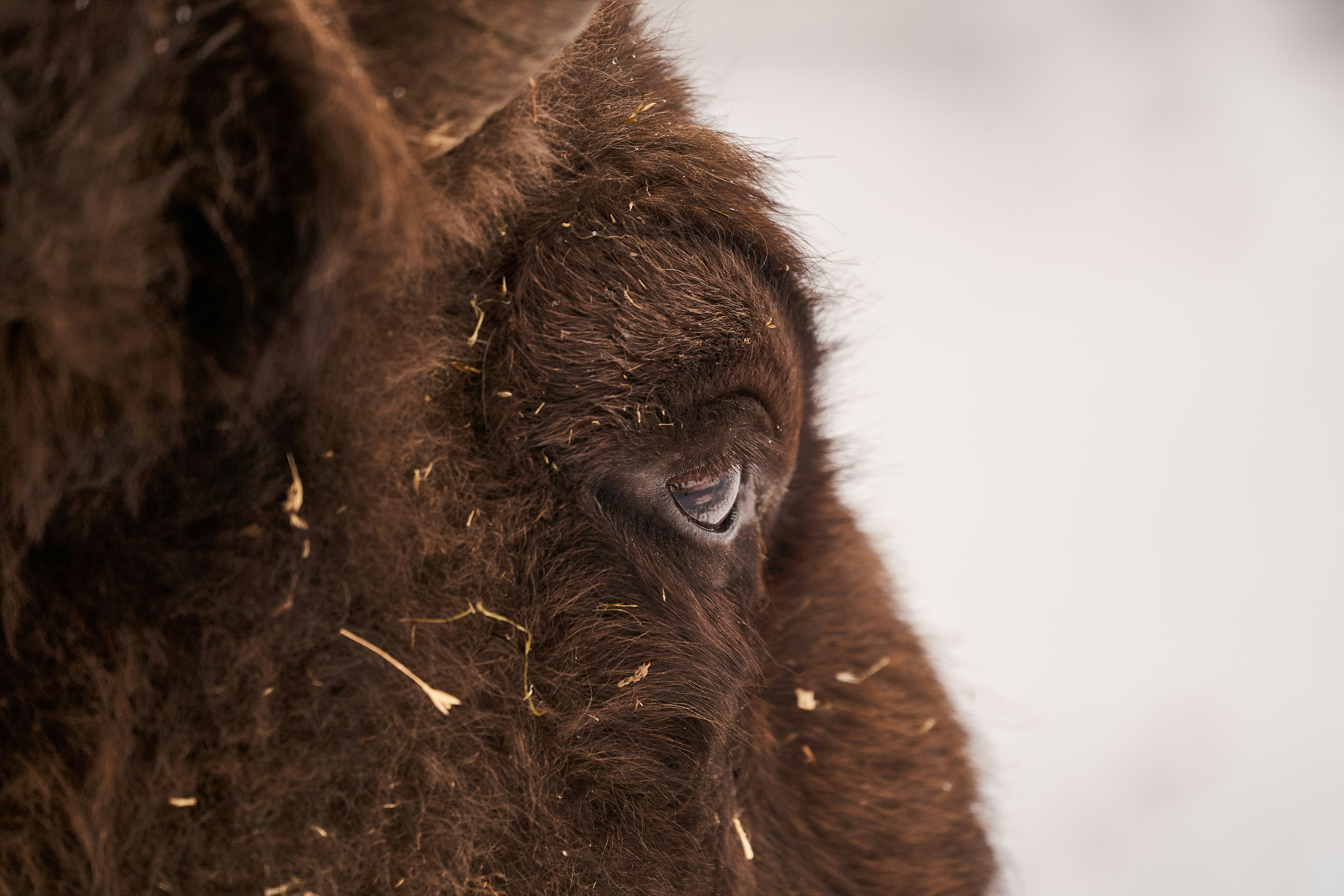 Photo by wolfgang_hasselmann