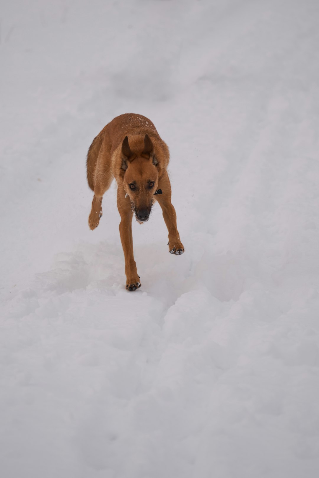 brown short coated dog walking on snow covered ground during daytime