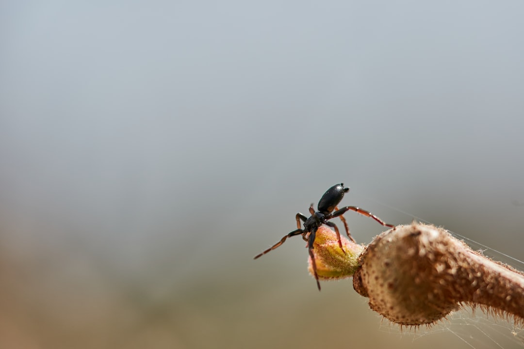 black ant on brown round fruit