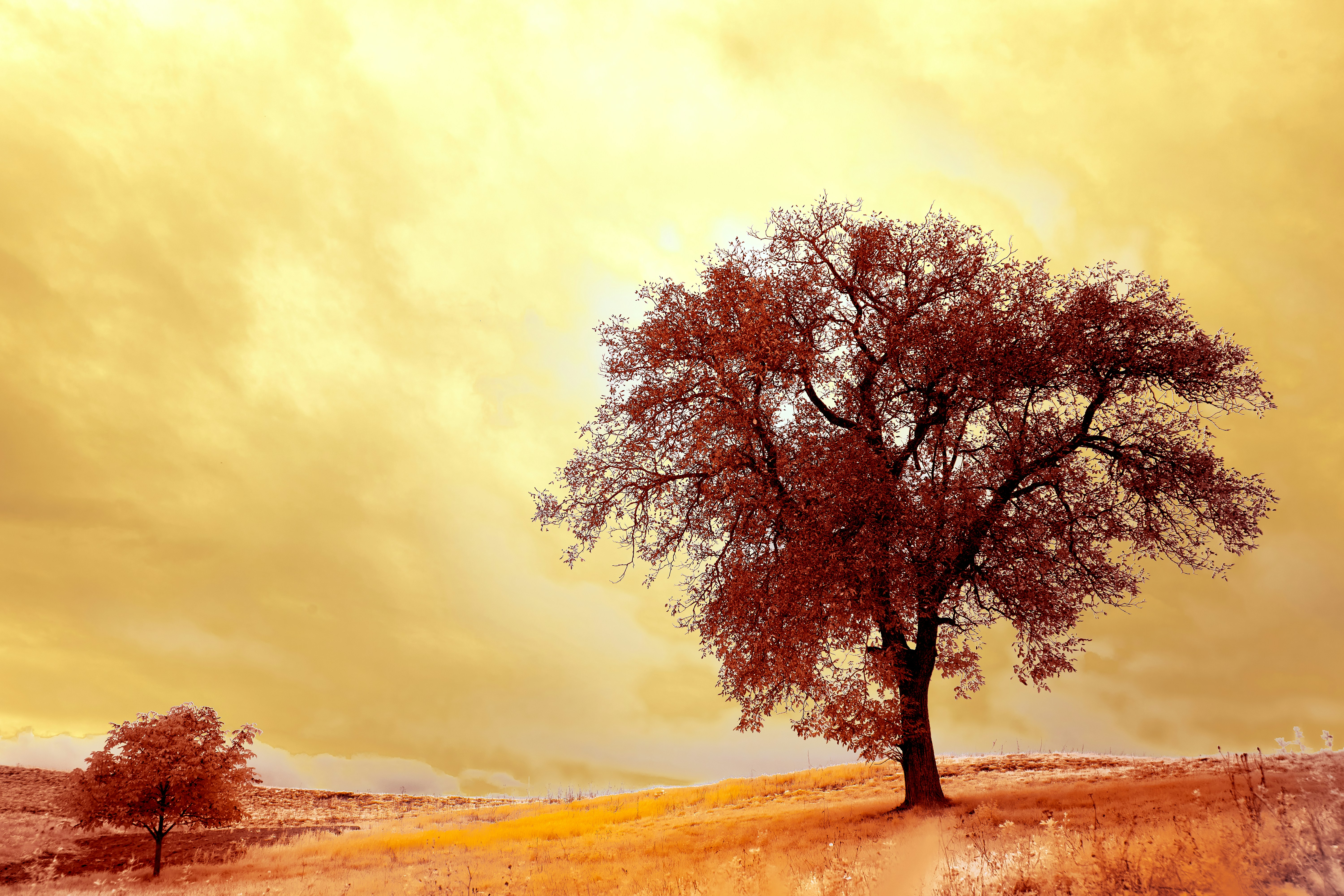 Photo by wolfgang_hasselmann