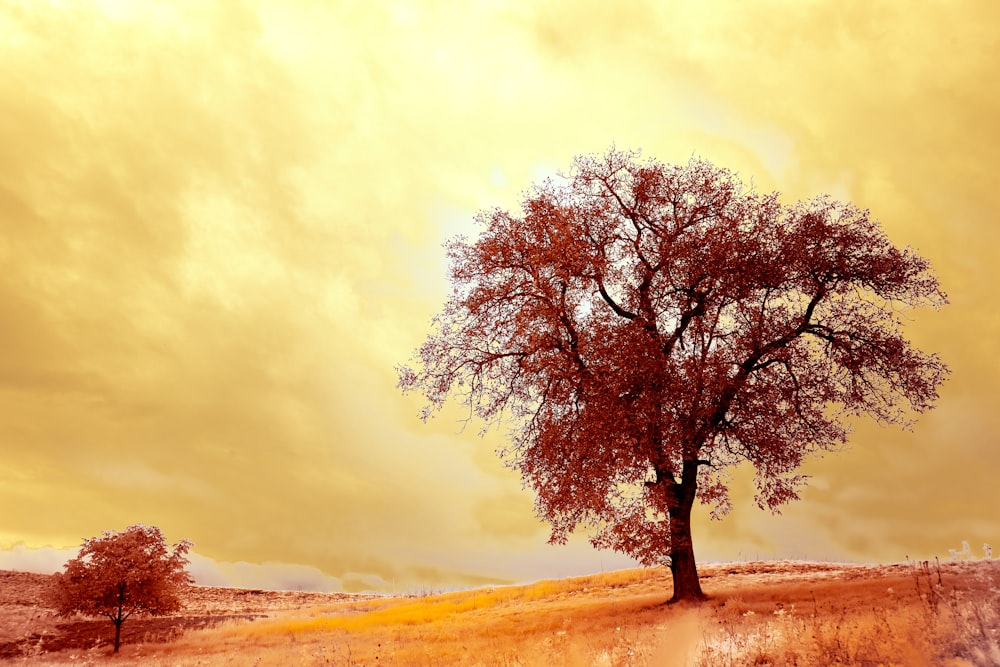 green tree on brown field during daytime