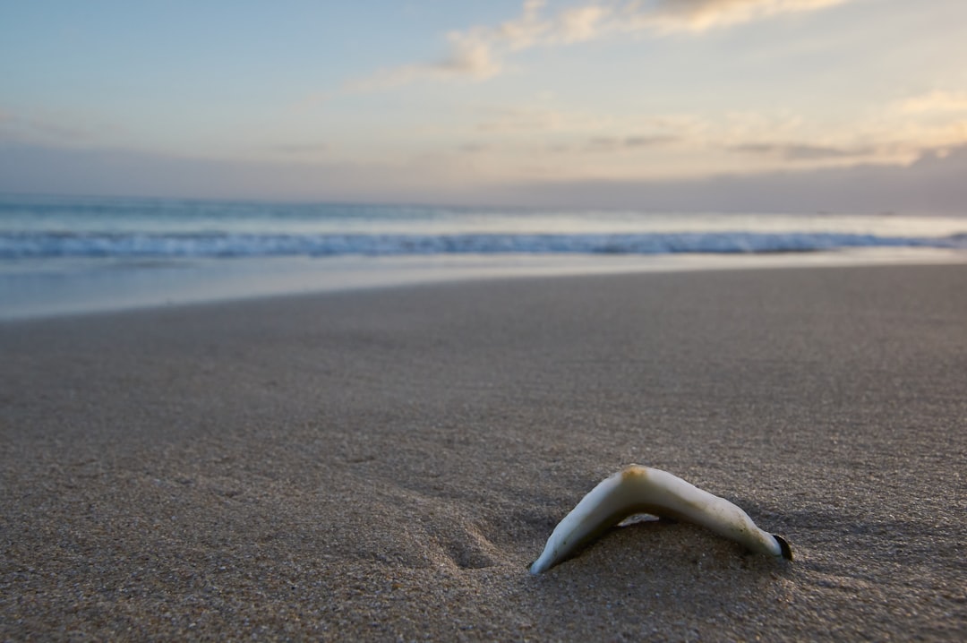 white sea shell on beach during daytime