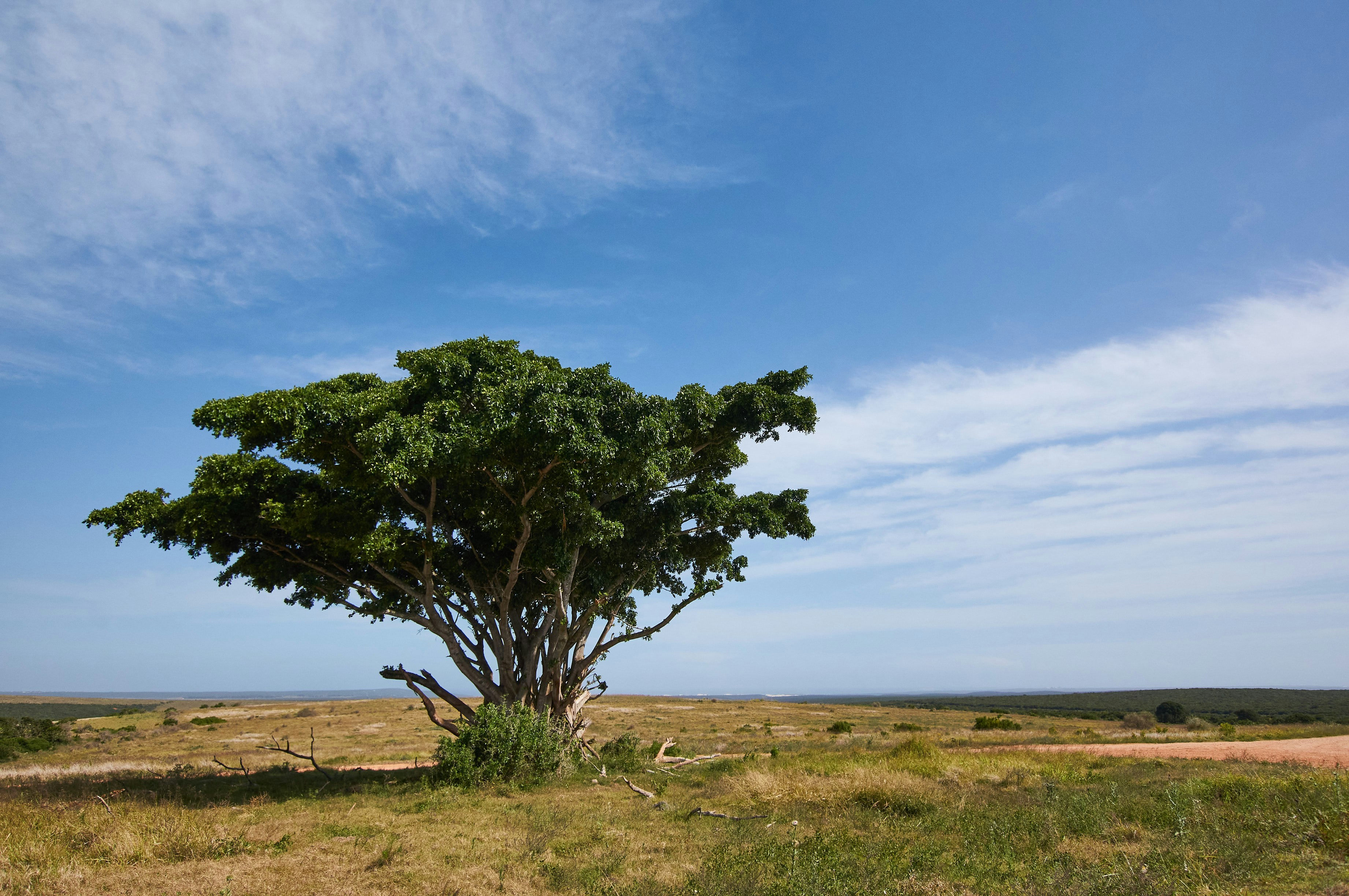 Photo by wolfgang_hasselmann