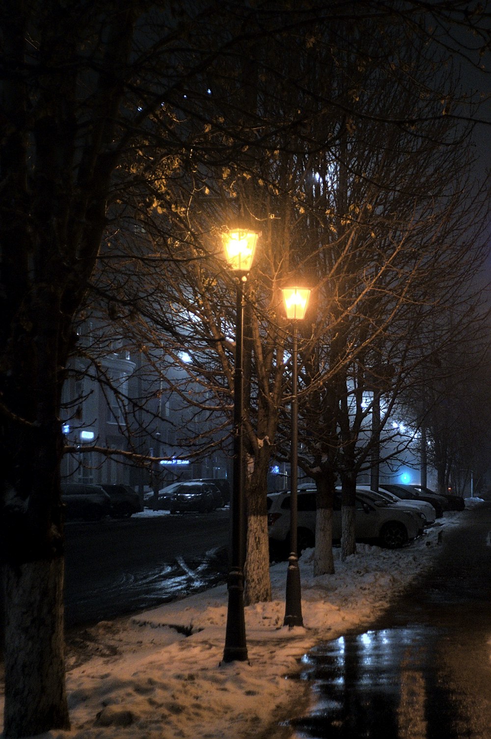 bare trees near road during night time