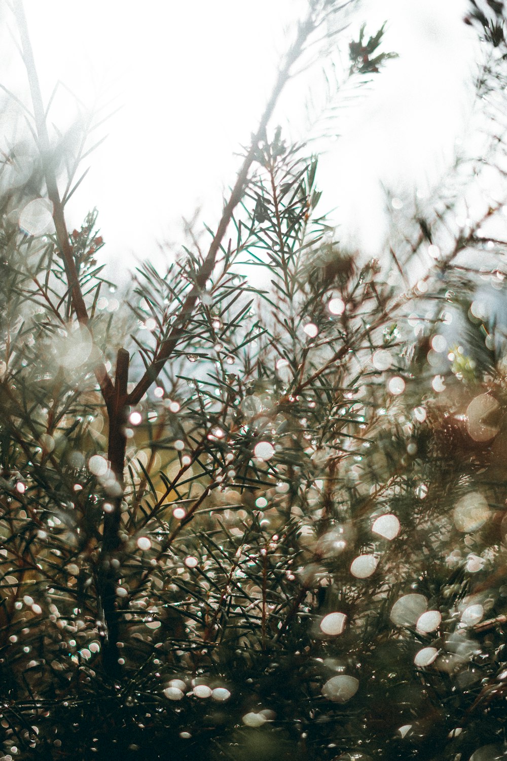 brown tree with white flowers