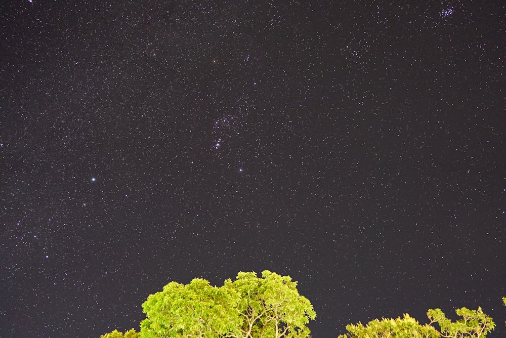 albero verde sotto notte stellata