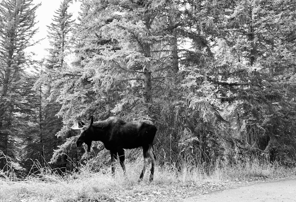 black cow on snow covered field