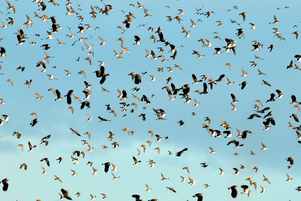 flock of birds flying under blue sky during daytime