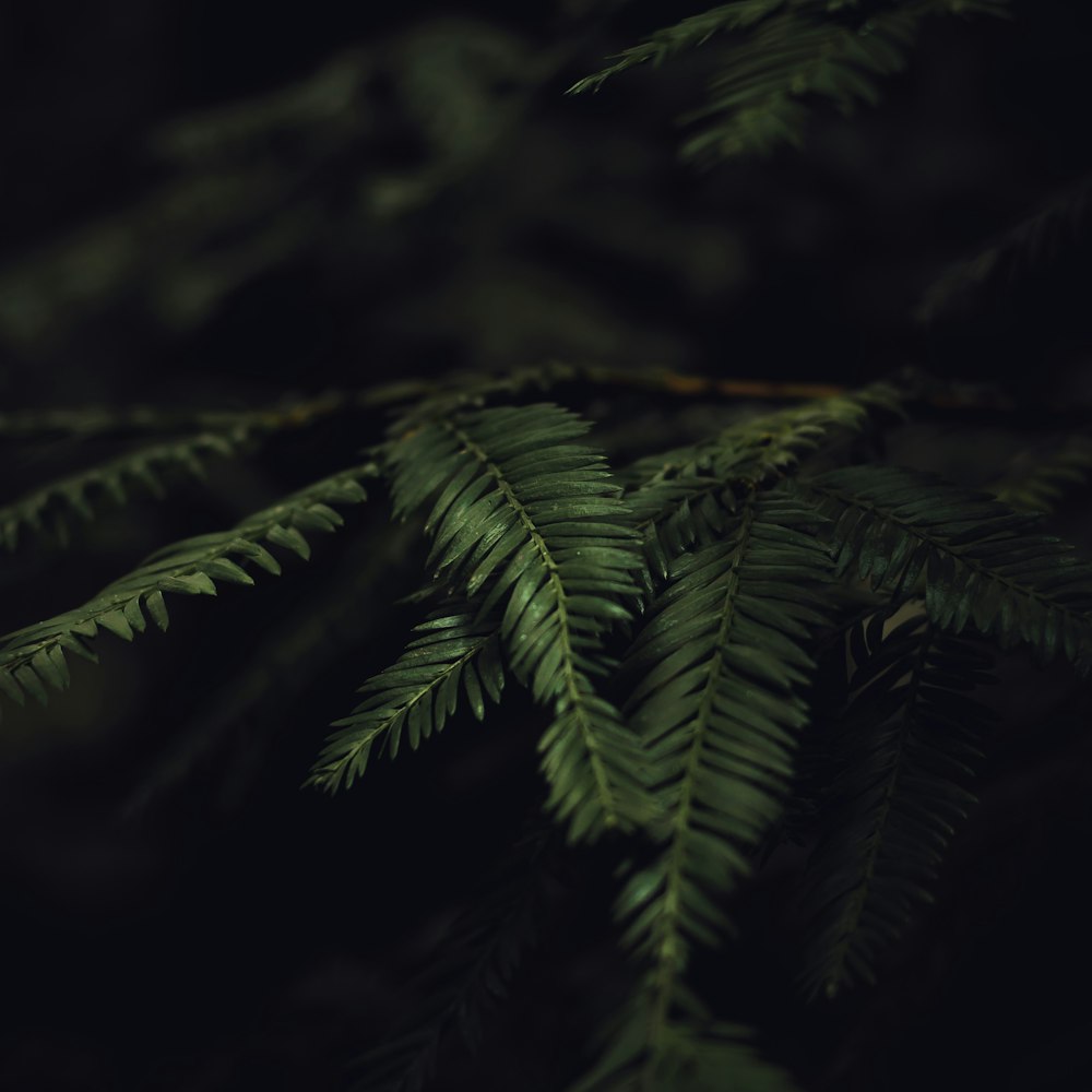 green fern plant in close up photography