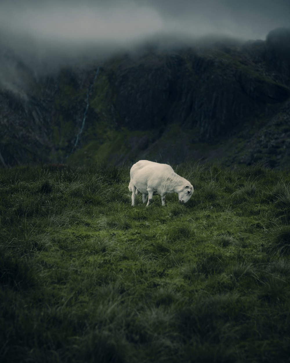 white cow on green grass field during daytime