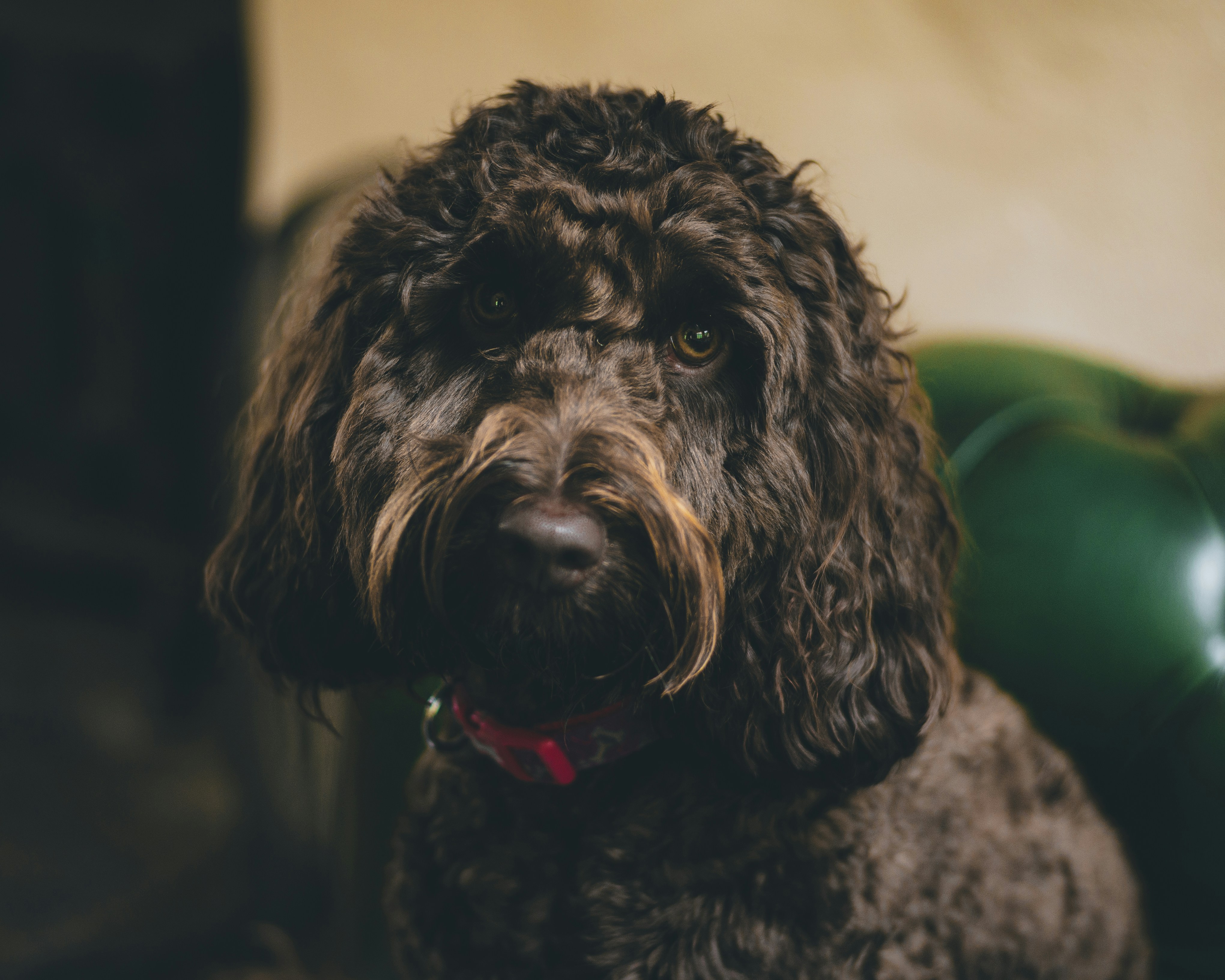 curly Cockapoo coat parted for skin level brushing