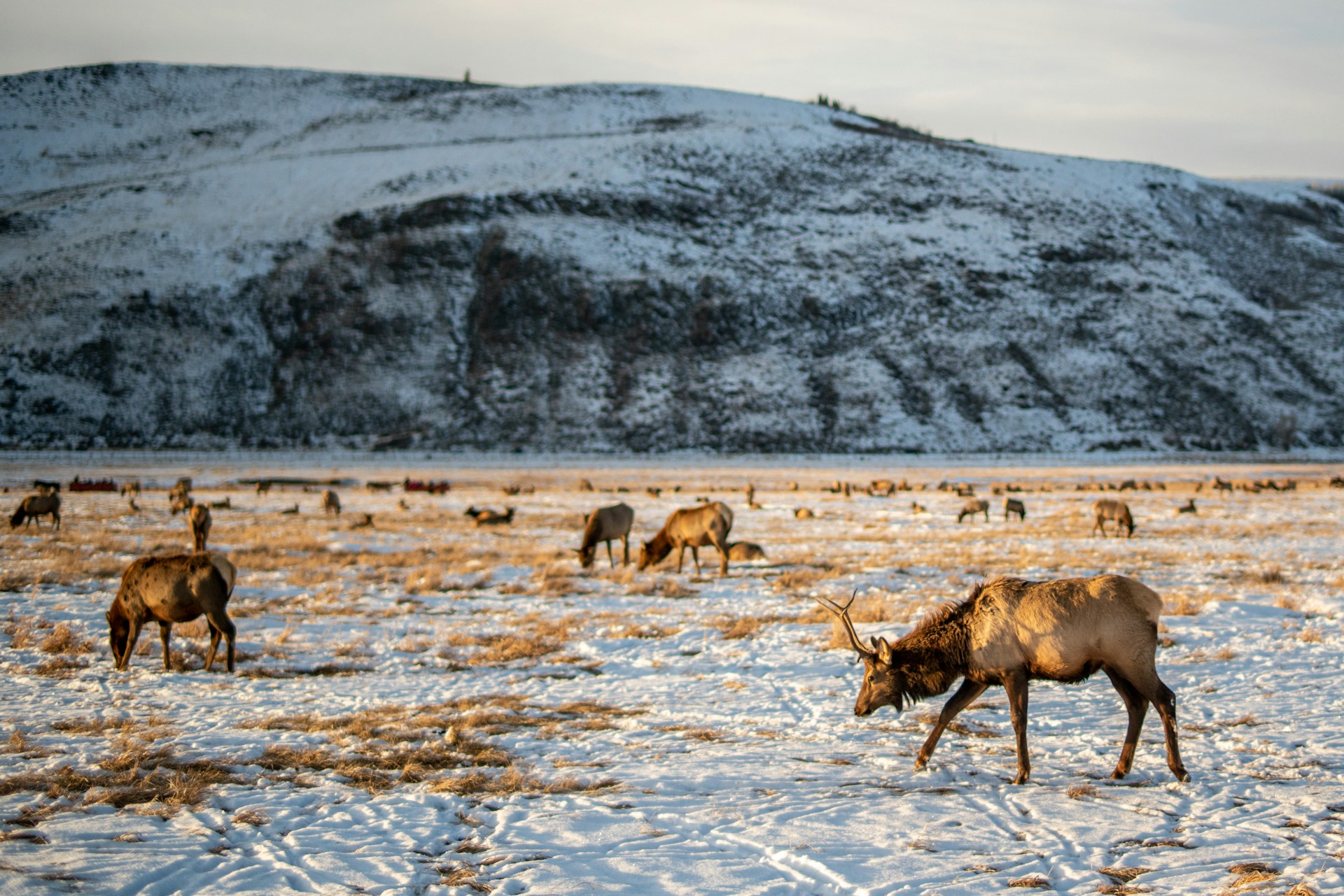 brown deer on snow covered ground during daytime