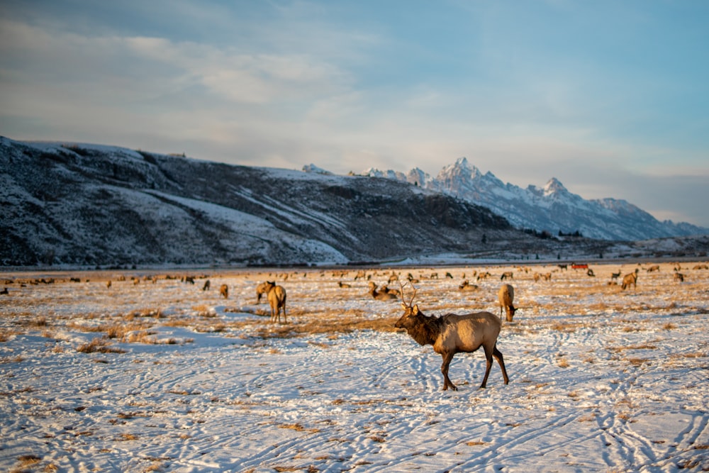 brown deer on white snow covered field during daytime