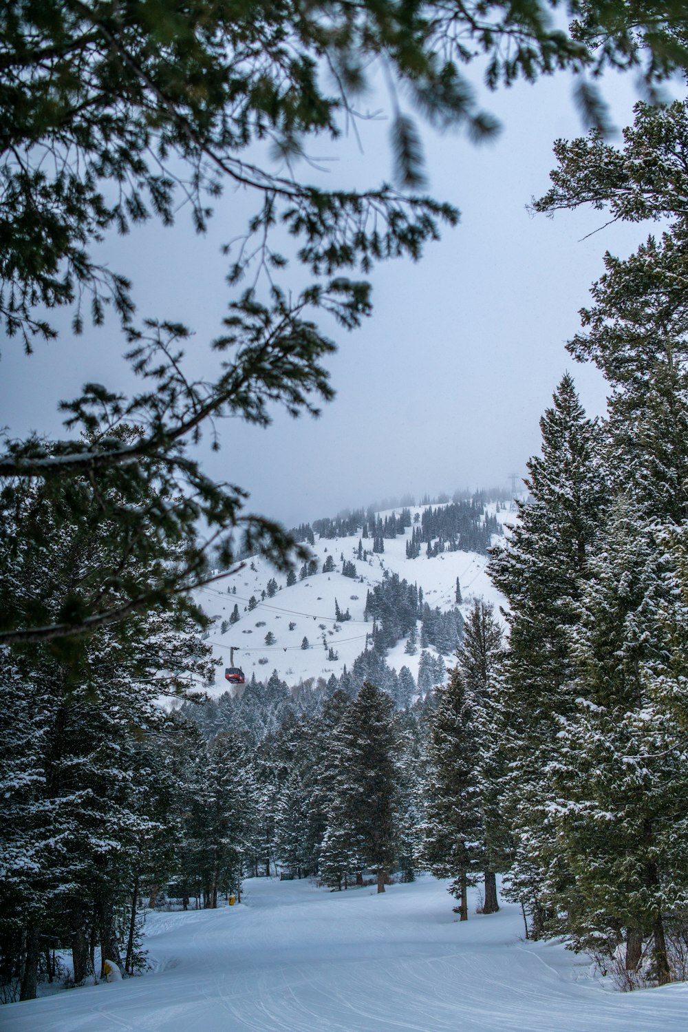 green trees on snow covered ground during daytime