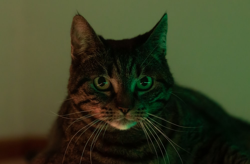 brown tabby cat on white textile