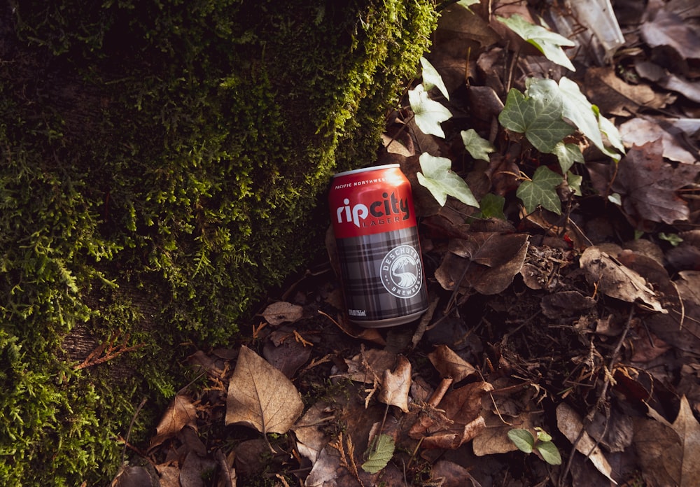 red and black can on brown dried leaves