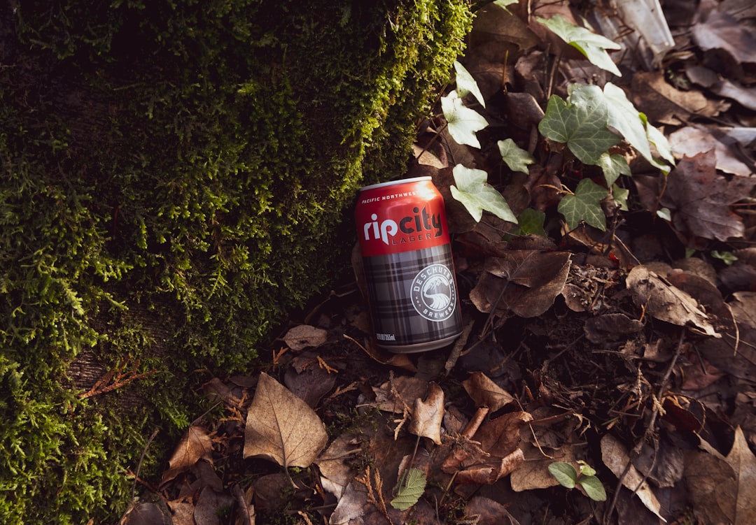 red and black can on brown dried leaves, Rip City lager