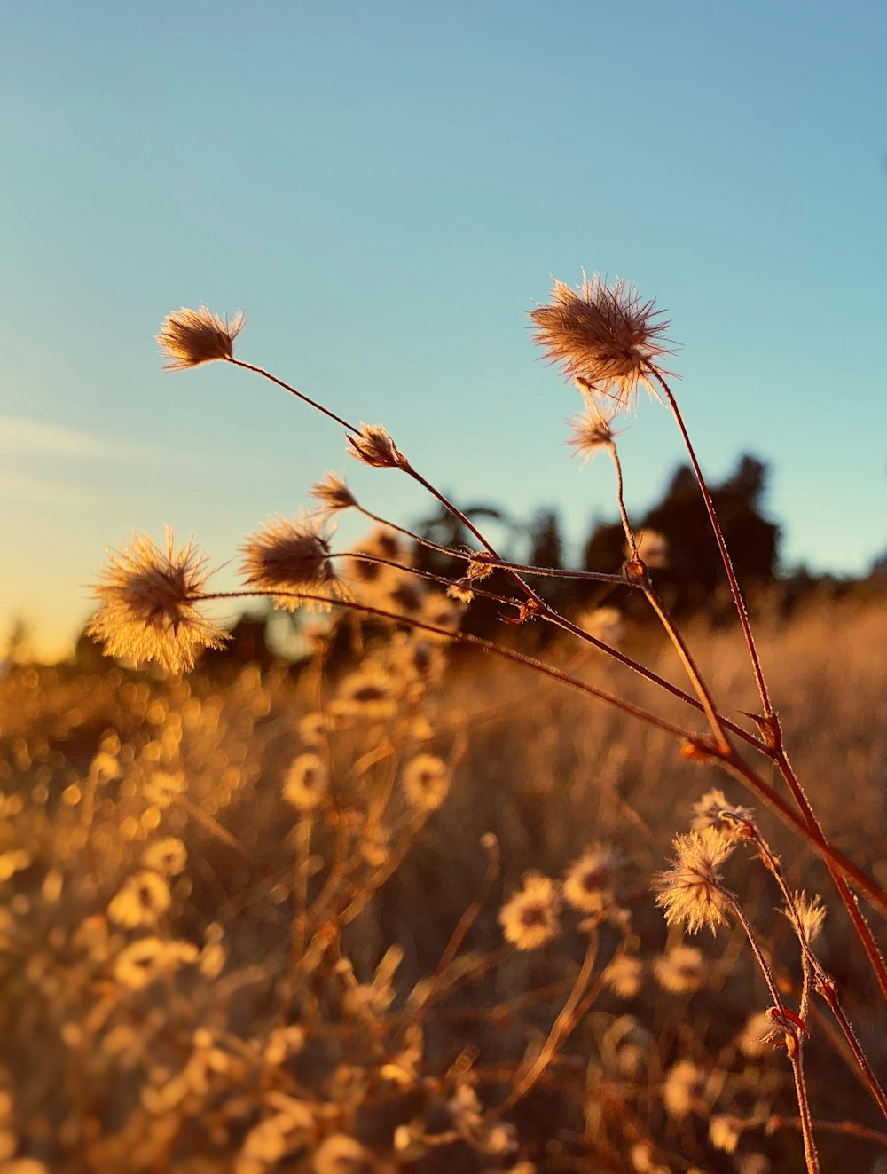 fiore marrone e bianco sotto il cielo blu durante il giorno