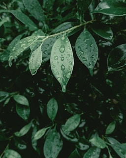 Flat lay of rain galore products with light-catching finishes, surrounded by fresh rain-soaked leaves.