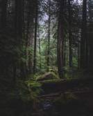 green trees and brown wooden log