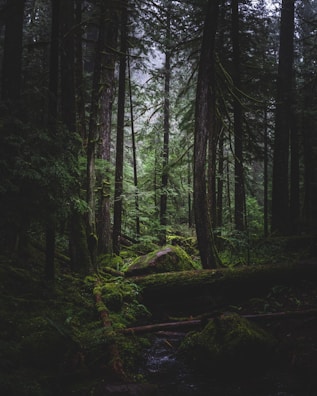 green trees and brown wooden log