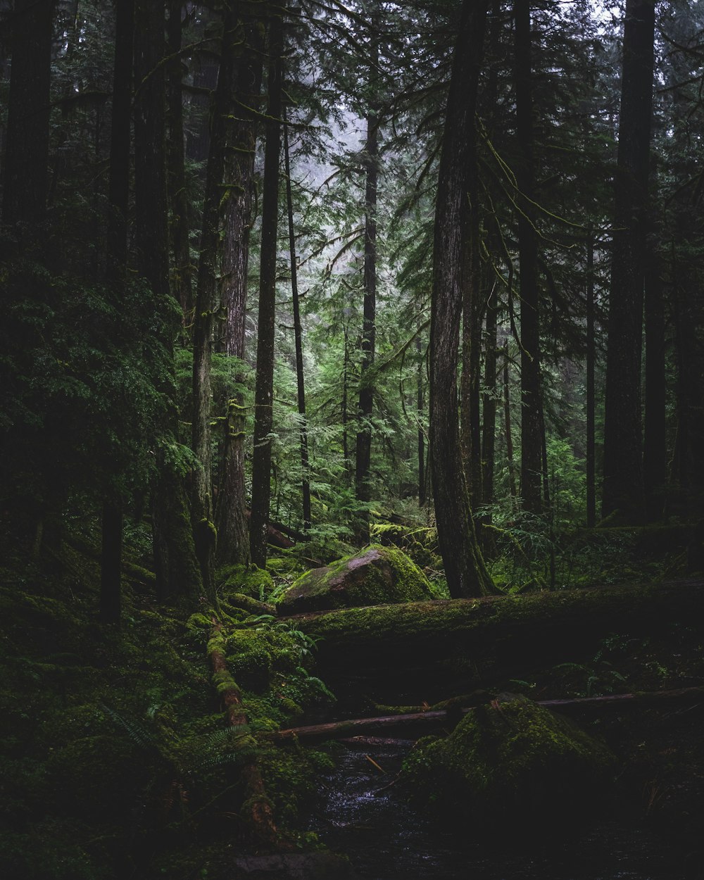 green trees and brown wooden log