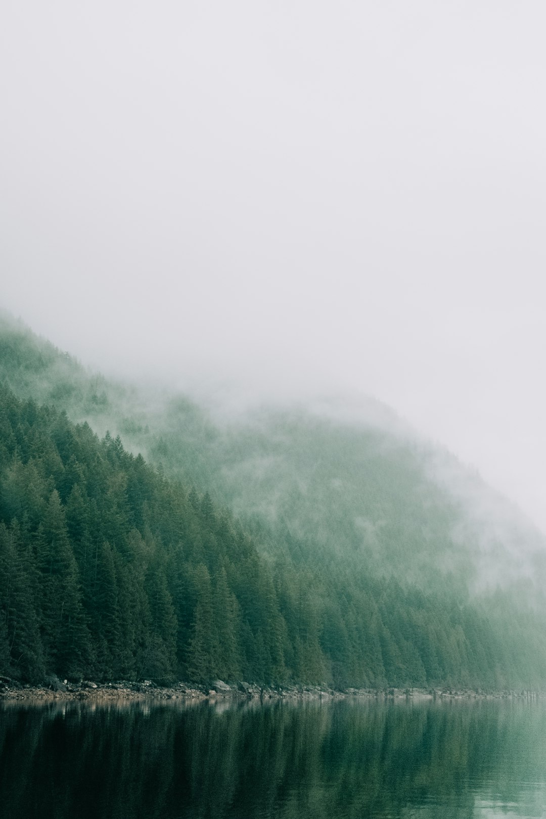 green trees covered by fog