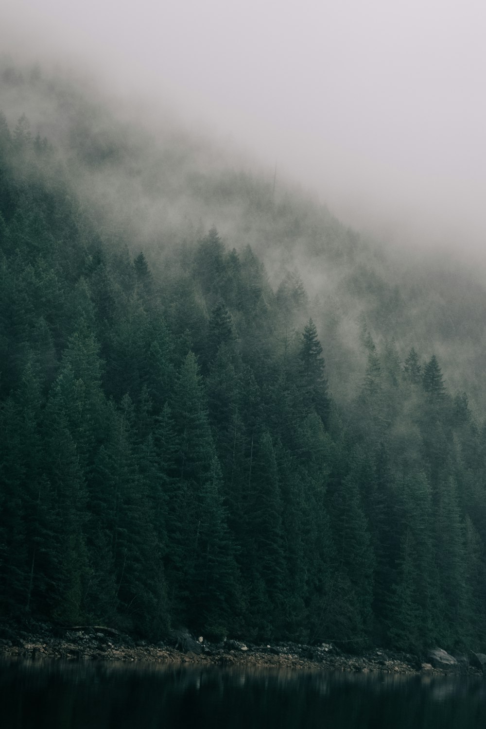 green trees covered with fog