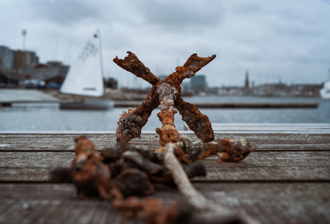 brown and white starfish on gray wooden dock during daytime