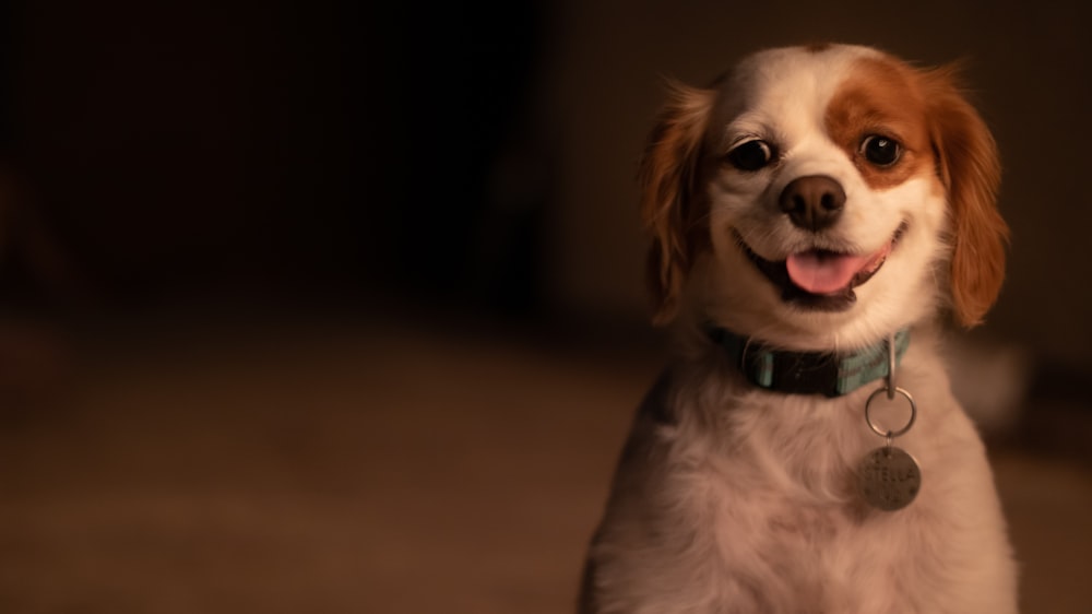 white and brown long coated small dog