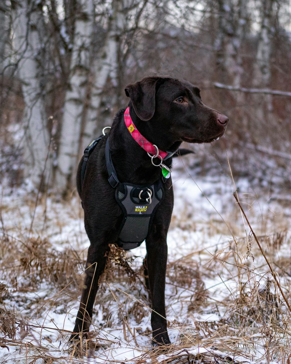 black labrador retriever with blue collar on brown grass field during daytime