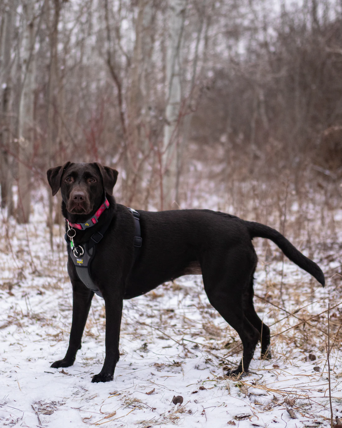 A black Labrador in a padded working harness standing alert on a snowy woodland trail