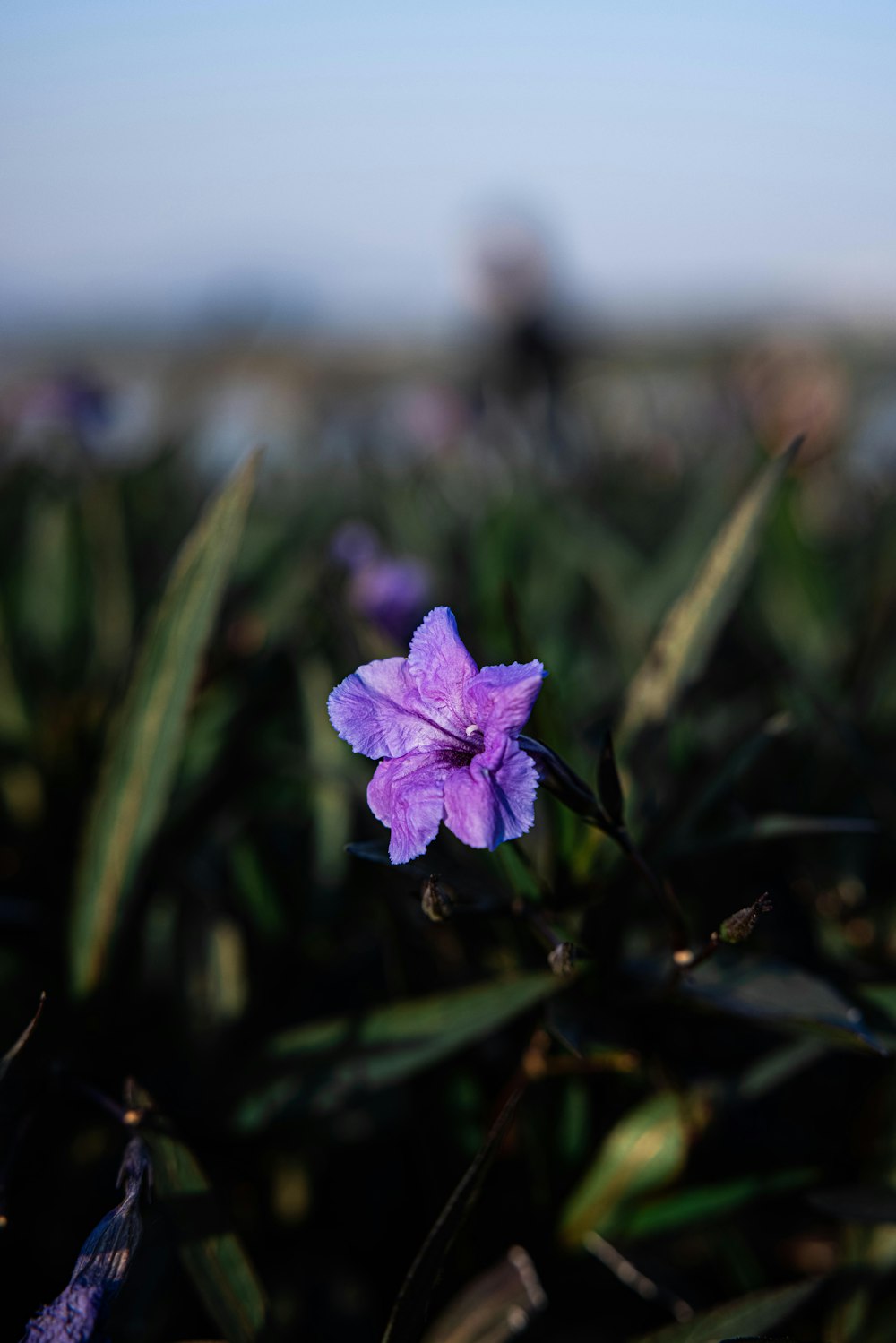 purple flower in tilt shift lens