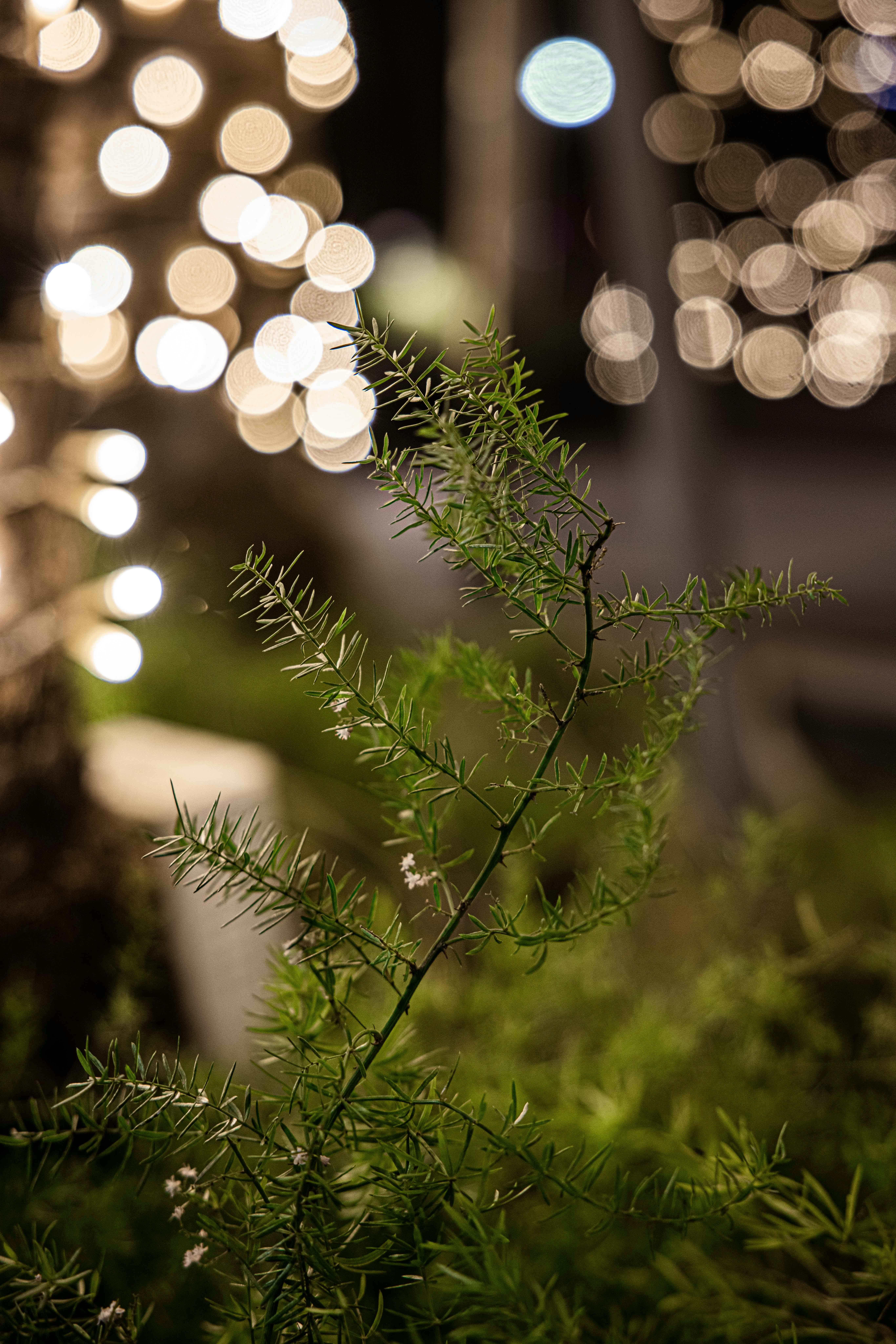 Photo by wenhui_qiying