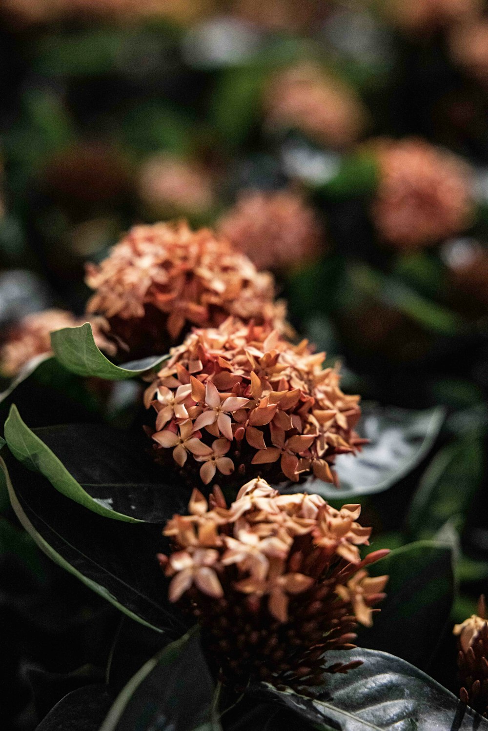 orange flower in tilt shift lens