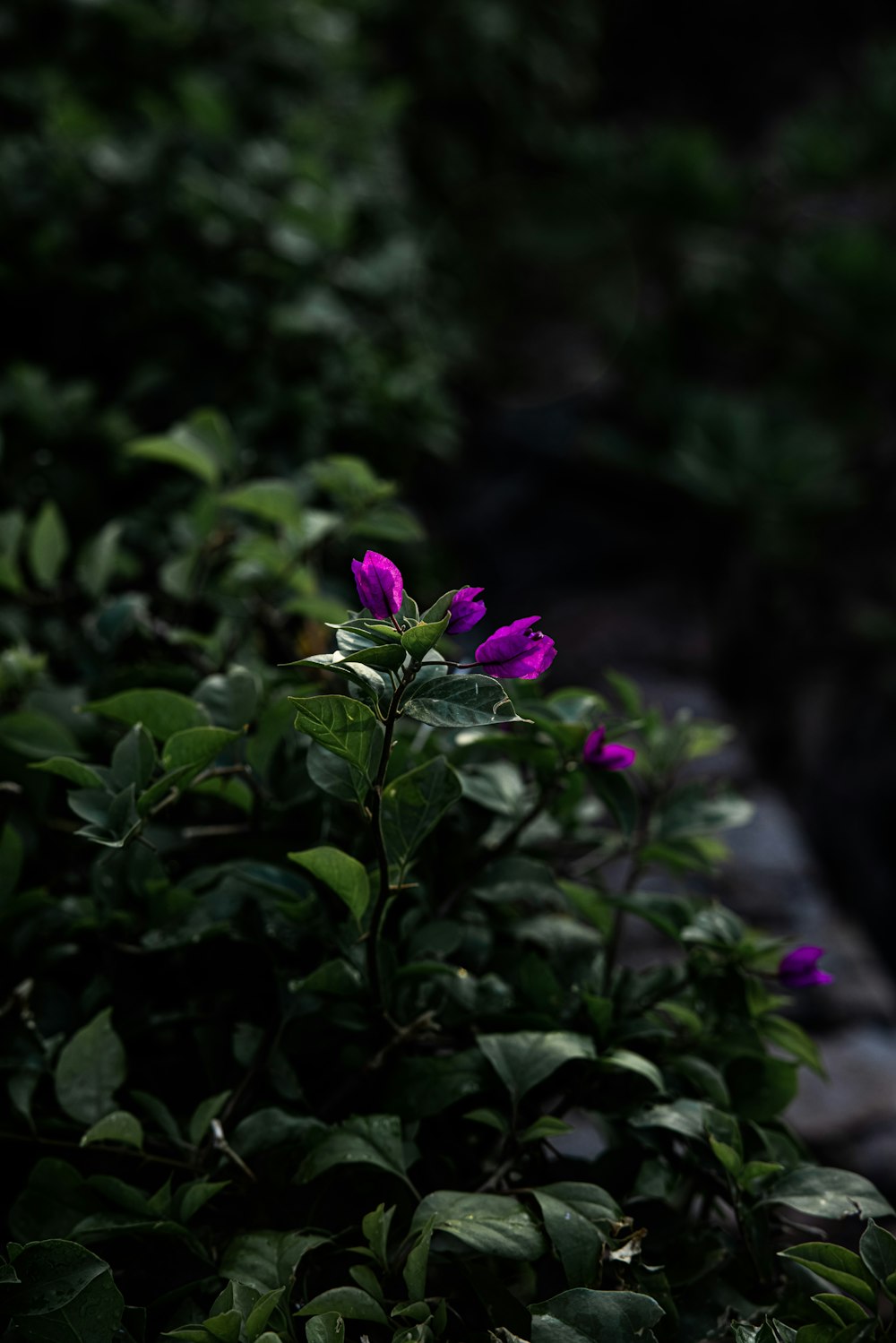 purple flower in tilt shift lens